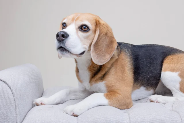 Not sure who runs Zone Fitness anymore…

but she’s been keeping a close eye on things lately 🐶👀

(and yes… she judges skipped workouts)

If you’ve been thinking about getting started…
take this as your sign 😄

👉 3 sessions for $185