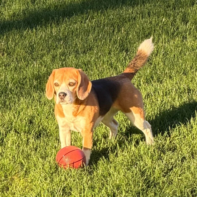 Winni’s weekend rules 🐶👇

Get outside ☀️
Move your body (throwing the 🎾 works)
Don’t overthink it
Snacks are allowed 😅
You don’t need to be perfect this weekend…
Just don’t disappear until Monday.