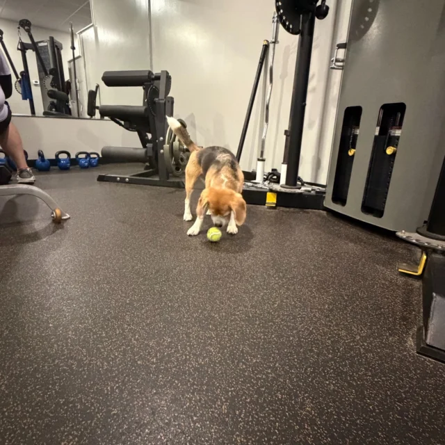 Everyone has a different reason for coming to the gym.

Robert is focused on chest day.

Winni is focused on tennis ball day. 🎾

One thing they have in common? They're both fully committed to their goals.

At Zone Fitness, we take training seriously... but we also know how to have a little fun along the way.

💜 Personal Training
💜 Studio Membership
💜 Beagle-approved atmosphere

#ZoneFitnessChelmsford #GymDog #PersonalTraining #ChelmsfordMA #BeagleLife #FitnessJourney