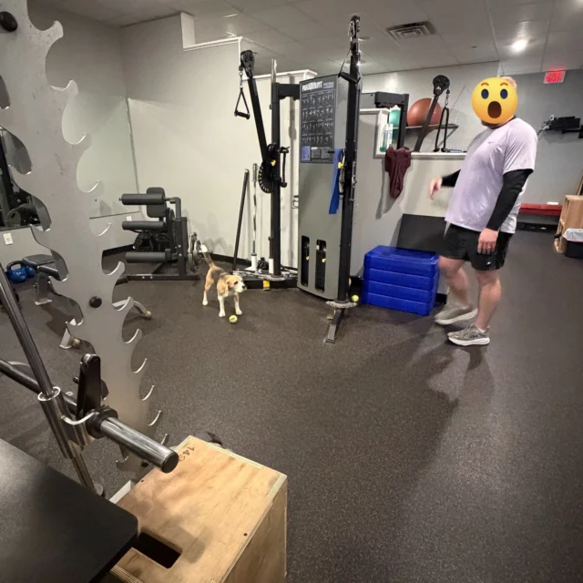 Some gyms have fancy amenities.

We have Winni... 🐶❤️

One minute you're doing your workout, the next minute you're trying not to get distracted by the cutest workout buddy in Chelmsford who just wants to play 🎾

That's life at Zone Fitness.

Winni's staff is accepting new clients! Check out our intro to Personal Training offer!
https://zonefitnesschelmsford.com/introductory-special/