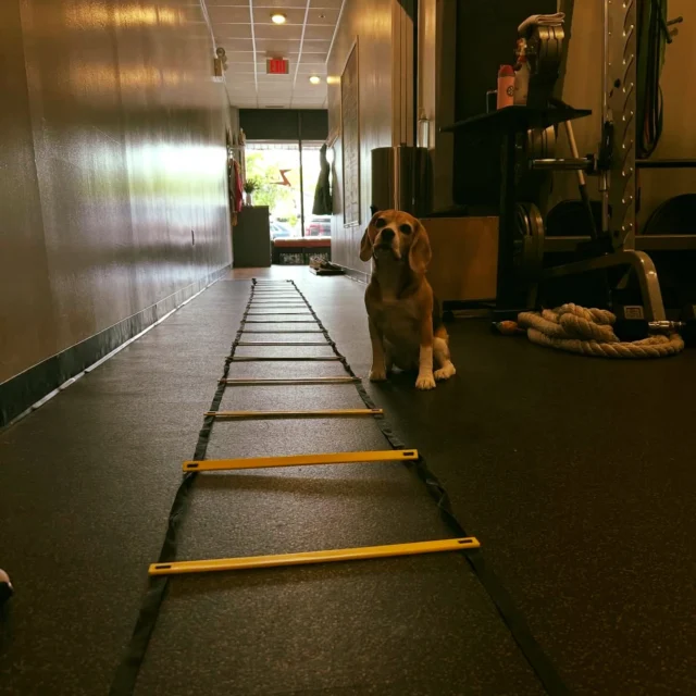 One of our favorite things about personal training?

The goal is different for everyone.

For one person it might be running faster.
For another it might be losing weight.
For someone else it’s being able to walk better, get off the floor easier, travel, golf, garden, or simply feel more confident.

Fitness is not one-size-fits-all.

At Zone Fitness, we build the program around YOU.

Your age, your goals, your injuries, your lifestyle.

Because getting stronger matters at every stage 💪 Plus Winni is here to help you along the way 🐾