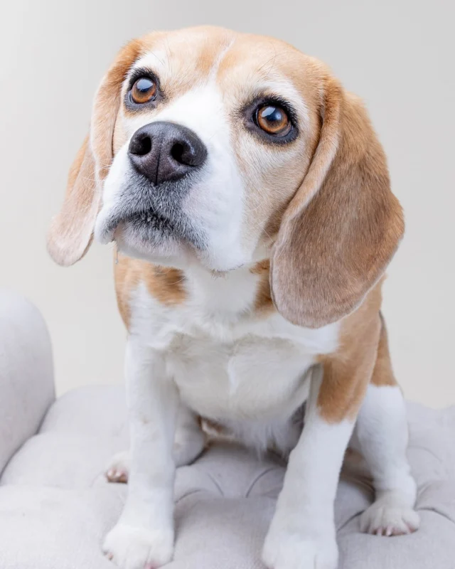 Happy National Dog Day to Zone Fitness Chelmsford’s most important staff member! 🐶🧡

Winni may not count your reps, write your workouts or demonstrate proper squat form—but she takes her role as Studio Supervisor very seriously. 😂

She specializes in greeting clients, monitoring snack consumption and reminding everyone that recovery days should include plenty of naps.

Help us celebrate by showing us your dogs in the comments! 🐾

#NationalDogDay #WinniTheBeagle #ZoneFitnessChelmsford #StudioSupervisor #ChelmsfordMA