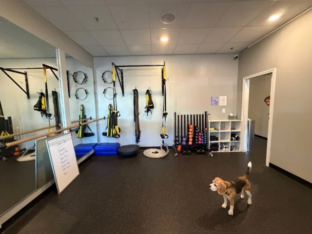 Not everyone wants a crowded gym — and we totally get it. 💪
This is our Studio Membership space at Zone Fitness (with Winni making sure everything is ready for the day 🐶). Can you find Veda checking in on Winni 🫣? 
It gives our members a comfortable, private place to get their workouts in without the crowds, waiting for equipment, or feeling lost in a big gym.
And for our personal training clients, it’s another way to stay consistent between training sessions.
Because sometimes the hardest part of working out isn’t the workout — it’s finding a place where you actually feel comfortable doing it.
A little more privacy. A little more personal. A lot more Zone. 💜